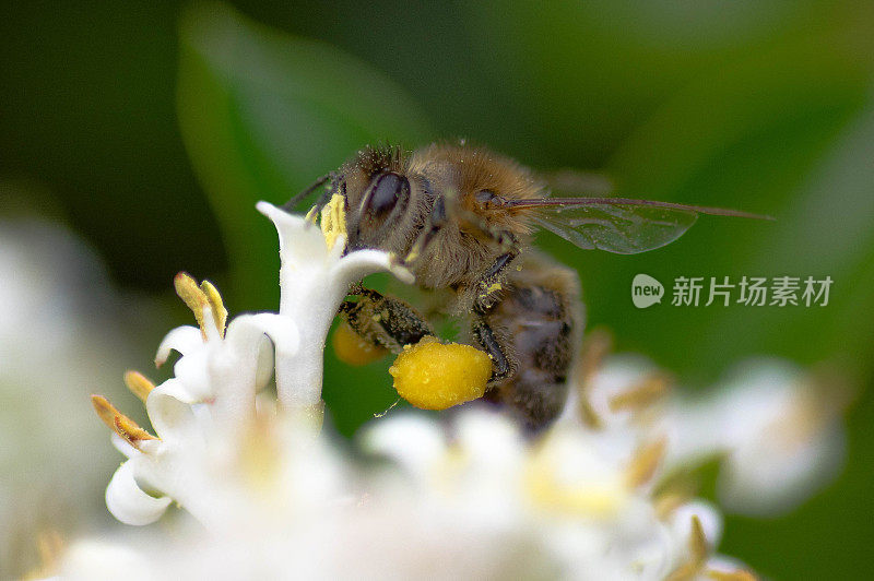 Buzzy Bee在行动